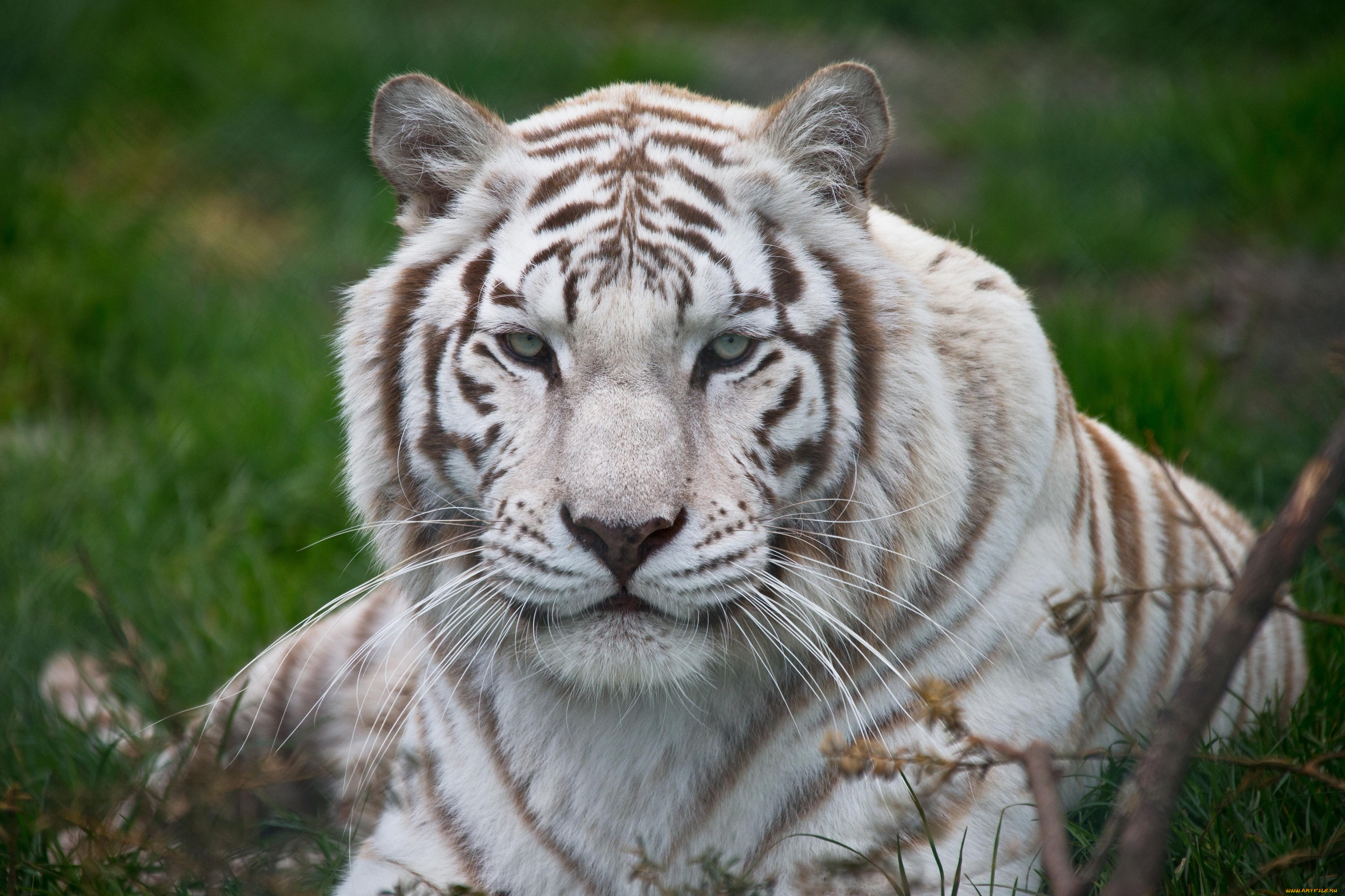 Tigr. Тигр. Уссурийский тигр белый. Уссурийский тигр белый тигр. Уссурийский тигр альбинос.